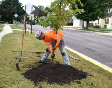 City putting roots down on tree replacement